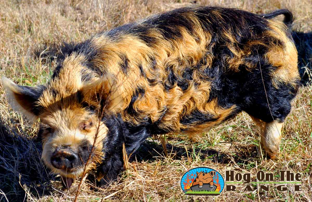 Kune Kune Pigs For Sale Hog On The Range,Brandy Alexander Nrl