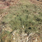 Compost layer 3 grass green material